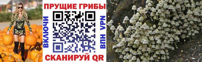 где продают   Краснокаменск  Галлюциногенные грибы Magic Shrooms 